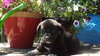 Dottie
