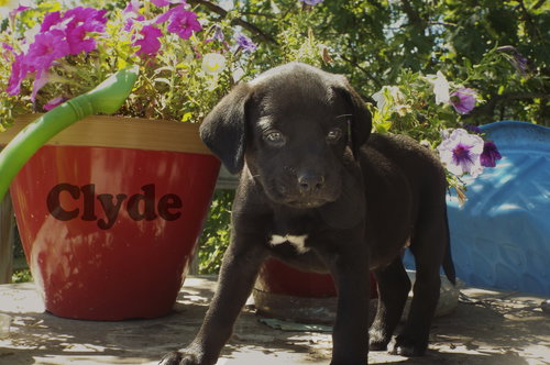 Clyde