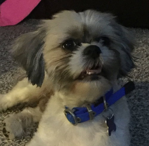 Chewy