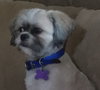 Chewy