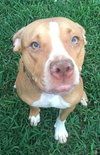 Priscilla