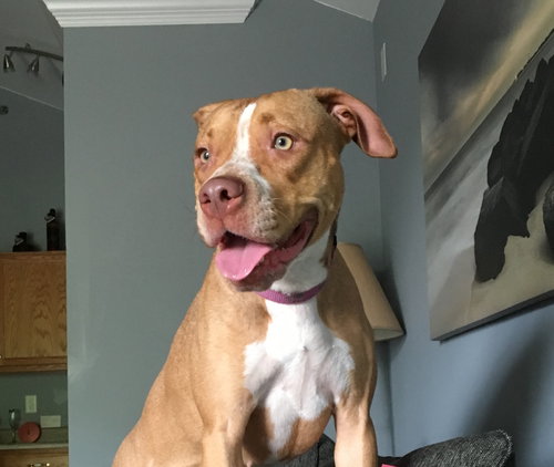 Priscilla