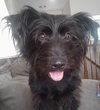 Dixie