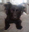 Dixie