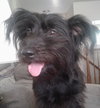 Dixie
