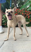 Frankie