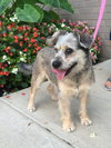Sofie