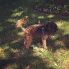 Bandit