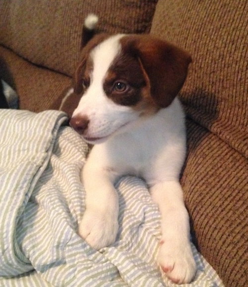 Wilbur