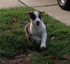 Wilbur