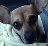 Maggie