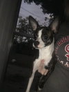 Lucy Lou