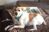 Obie (Courtesy Listing)