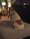 Obie (Courtesy Listing)