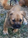 Nala