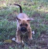 Nala