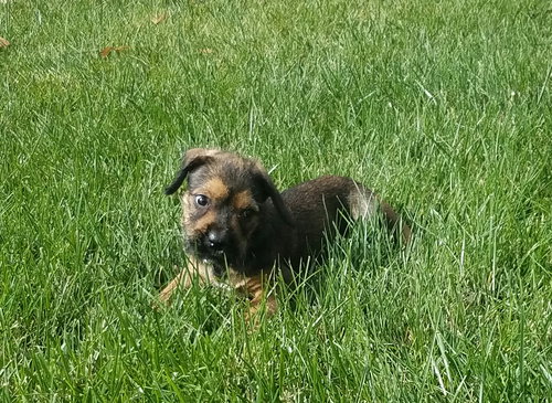 Pumba