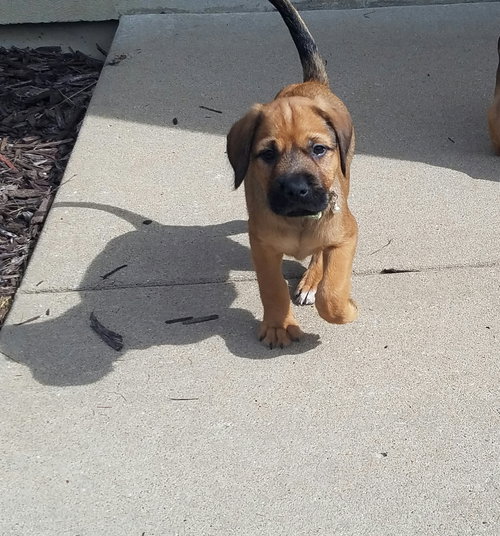 Mufasa