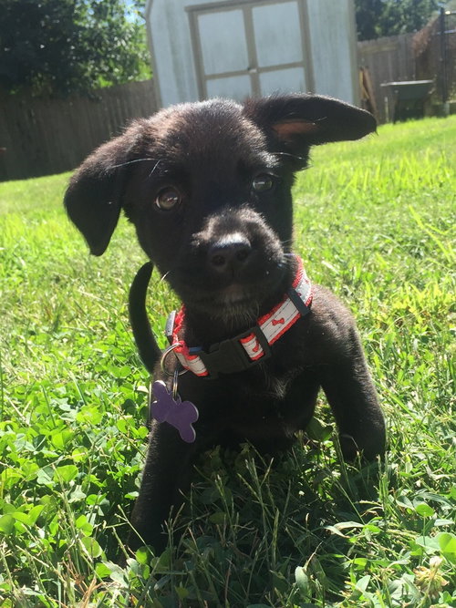 Josie