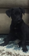 Josie