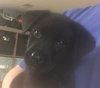 Josie
