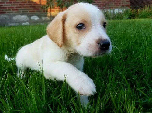 Otis