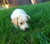 Otis