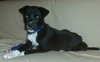 Porthos