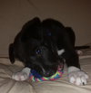 Porthos
