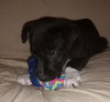 Porthos