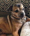 Miss Beanie (Courtesy listing)