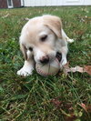 Rolo