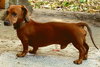 Douglas