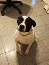 Delilah