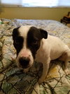 Delilah