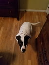 Delilah