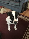 Delilah