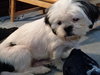 Murphy