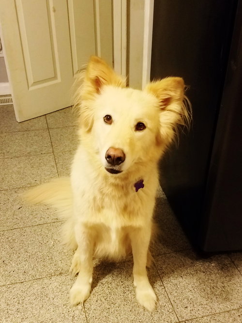 Kemo