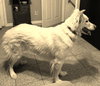 Kemo