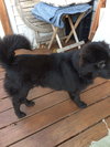Skipper
