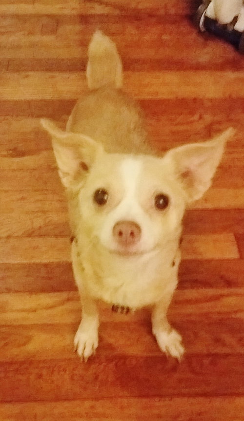 Arwen