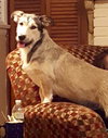 Dewey