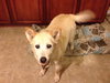Abby (Courtesy Listing)