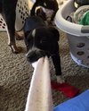 Rosita