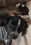 Rosita