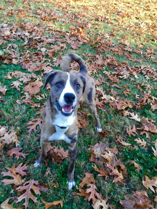 Barkley