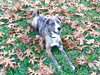 Barkley