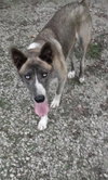 Juno (Courtesy Post)