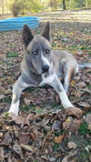 Juno (Courtesy Post)